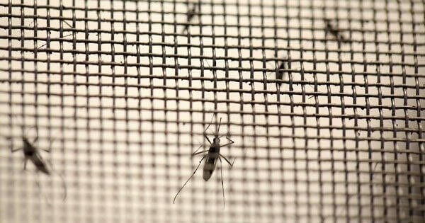 Sử dụng cửa lưới để chống muỗi có nhiều lợi ích