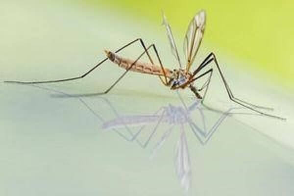 Bình xịt muỗi là cách đuổi muỗi thông thường nhất