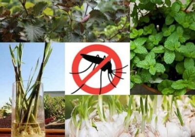 Cây trồng trong nhà chống muỗi – Phương pháp tự nhiên, an toàn