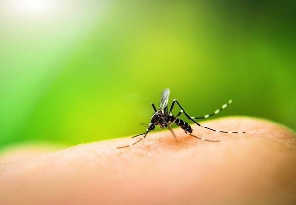 Muỗi nổi lo ngại của xã hội