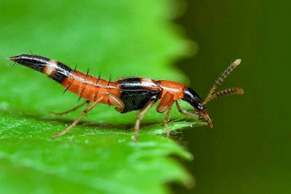 Hình dạng của kiến ba khoang