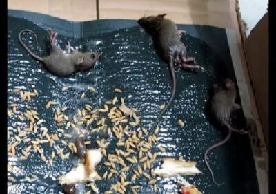 Keo dính chuột có độc không?